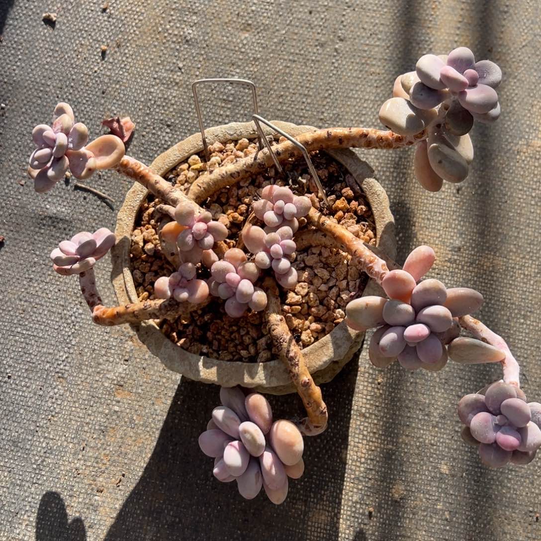 多肉植物老桩子   明天发货