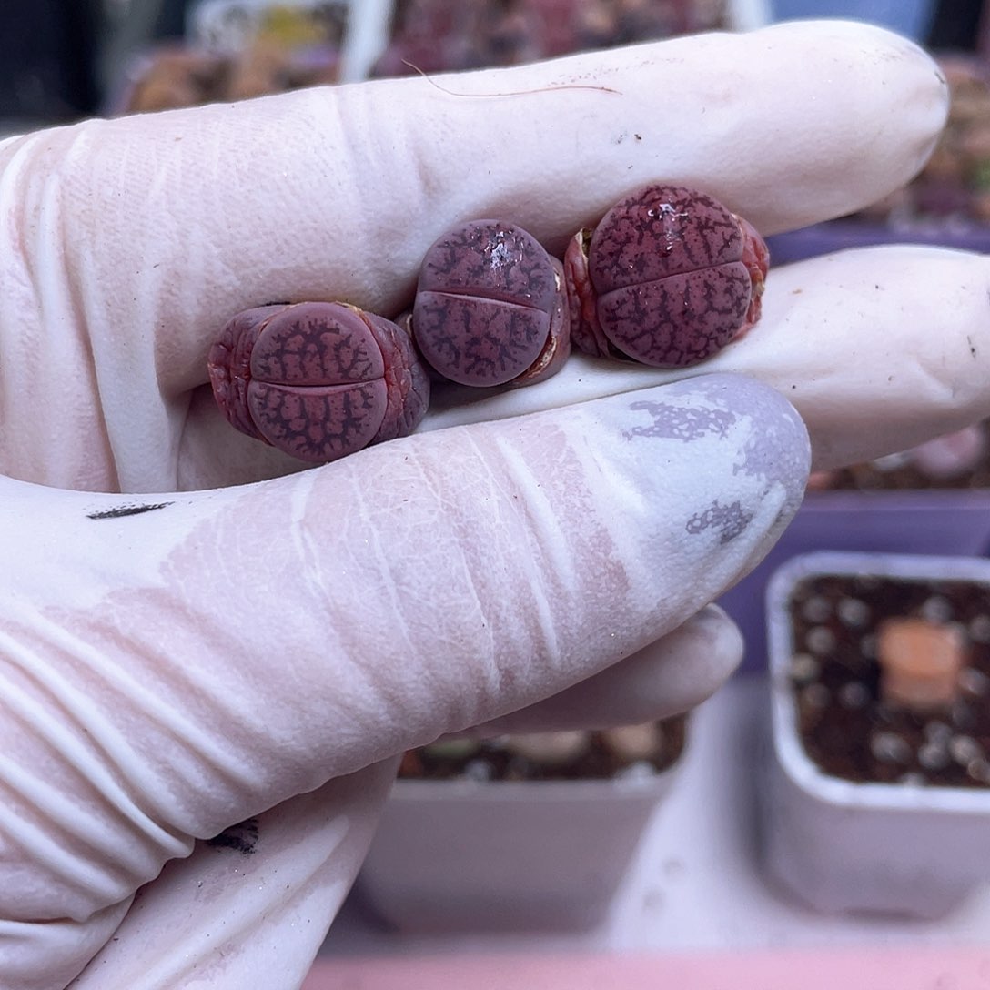 388 紫一箭………………