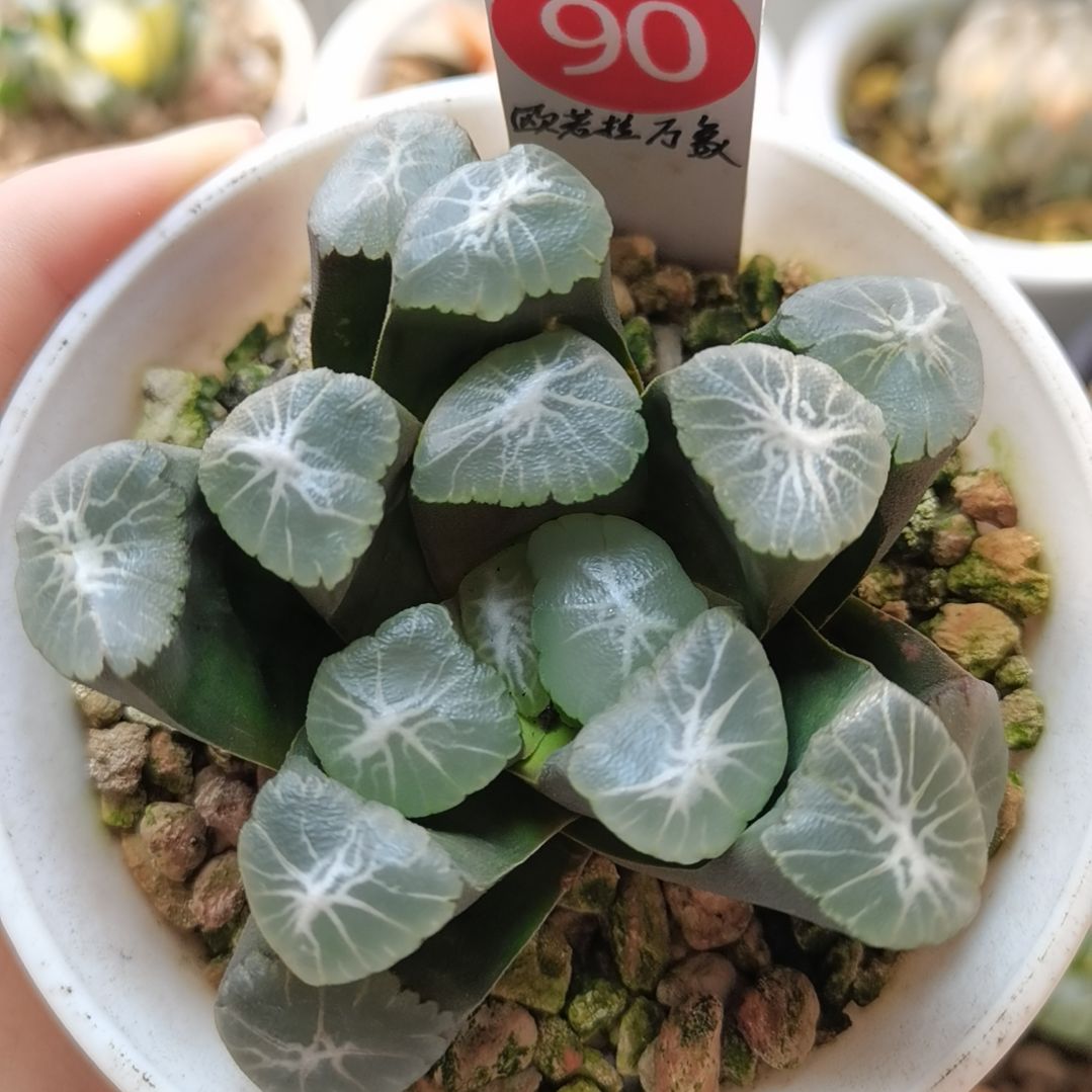 90号欧若拉万象实生一物一拍带盆土发货