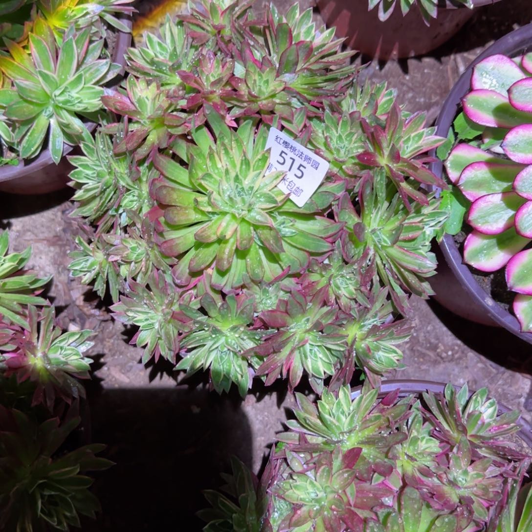 惊鸿仙子515法师多肉