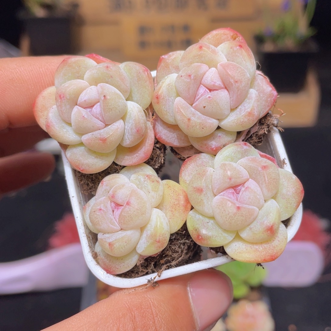 冰玉多肉9.9包邮发货