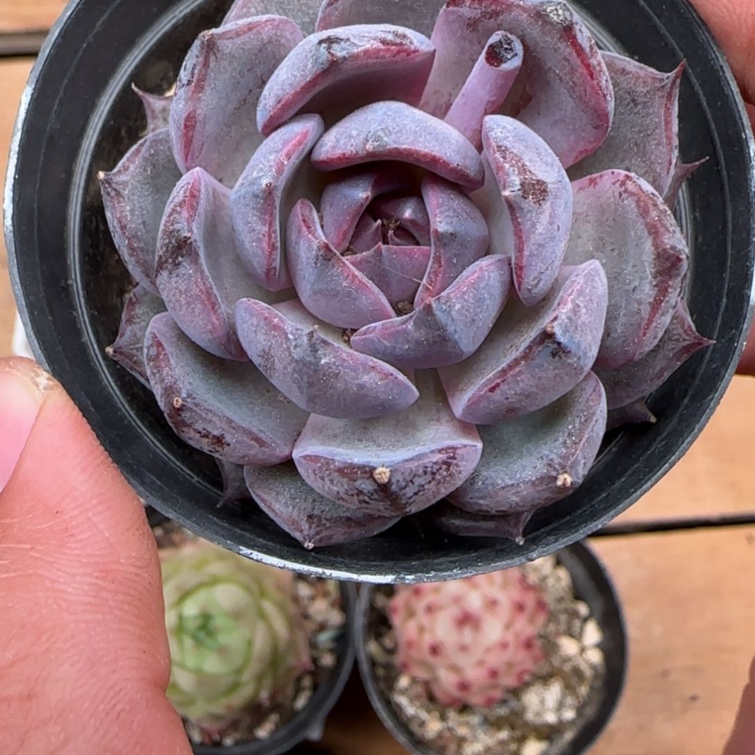 一物一拍麦秆珍妮08265