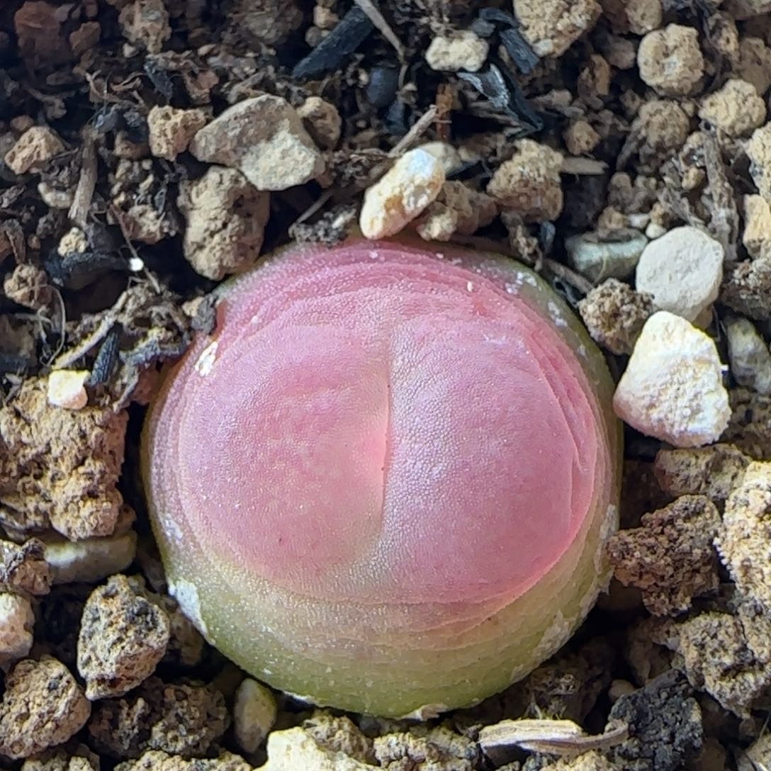 2.19.60/紫皮拉登/尺寸1.2