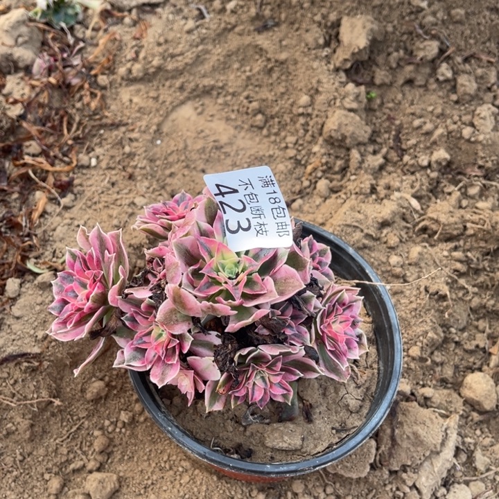 423粉女巫小手捧2法师