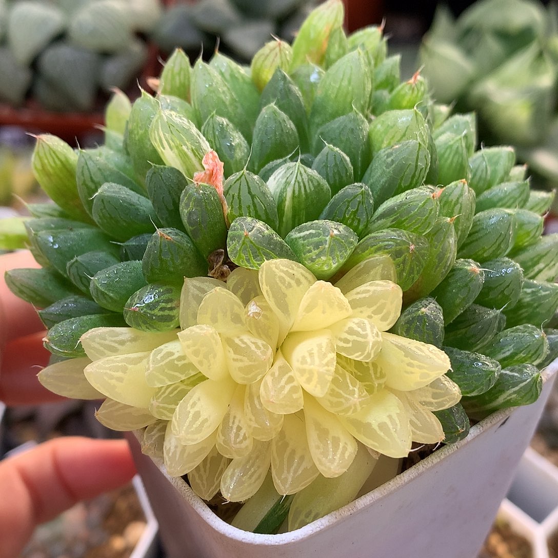 苏州玉露锦带盆土发货