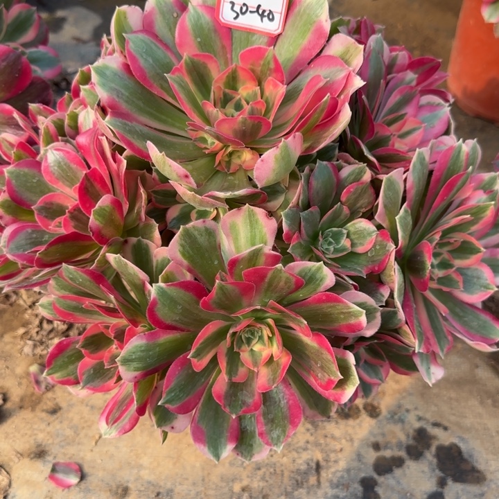 30-40女神多肉不包售后