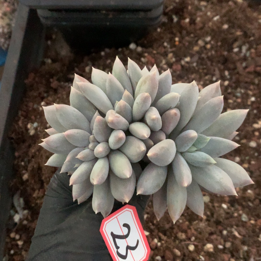 简***单23号新疆西藏内蒙古不包邮