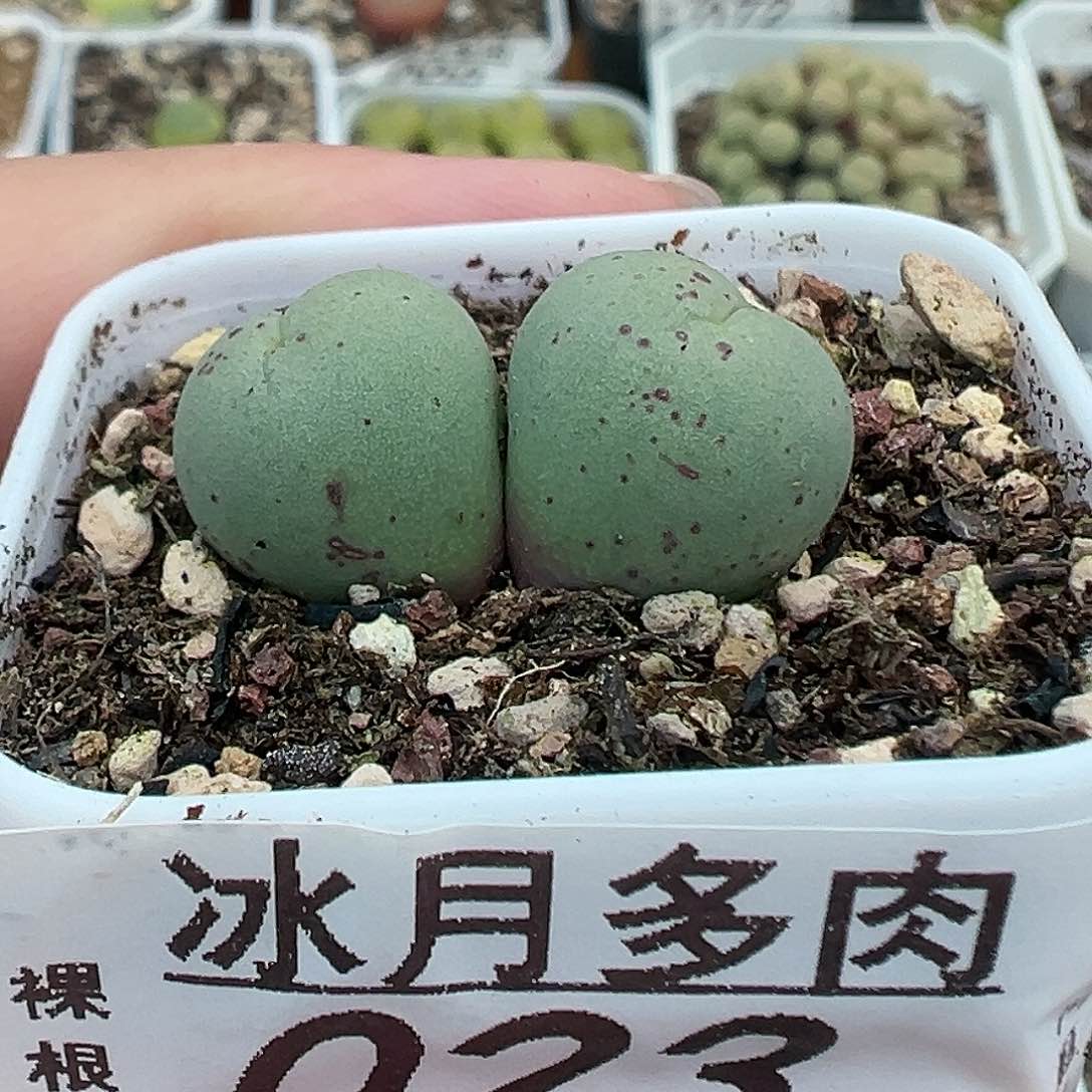 023双头鸽子蛋带盆土发货