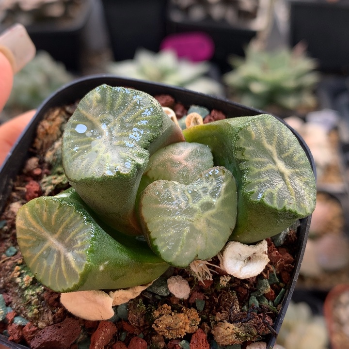 南亚星带盆土发货