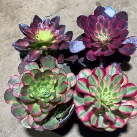 523多肉植物组合