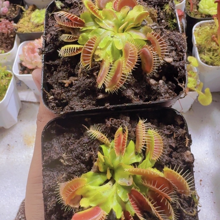 小夹子王炸一颗捕虫草