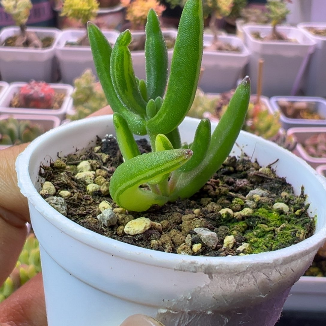 多肉植物枝干香蕉黄锦拉丝锦