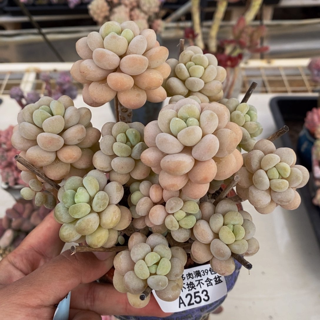 253洛可可多肉10c m