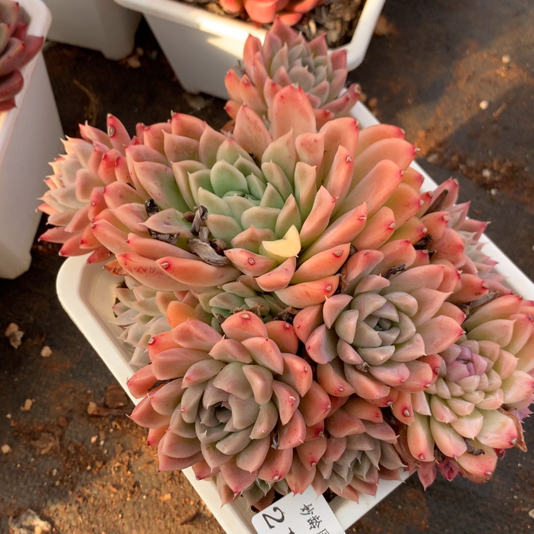 2128新年快乐发发发