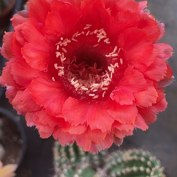 嘟17号正红锯齿秀蒲嫁接2公分以上