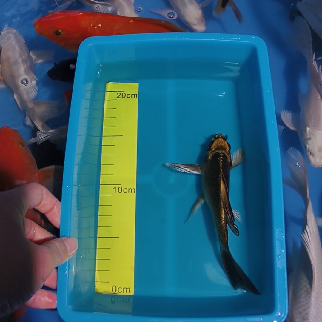 蝴蝶鲤鱼蝴蝶鲤1条