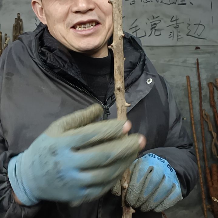 稳定木贝****.贵州檬子木   铁马鞭   根艺  半成品