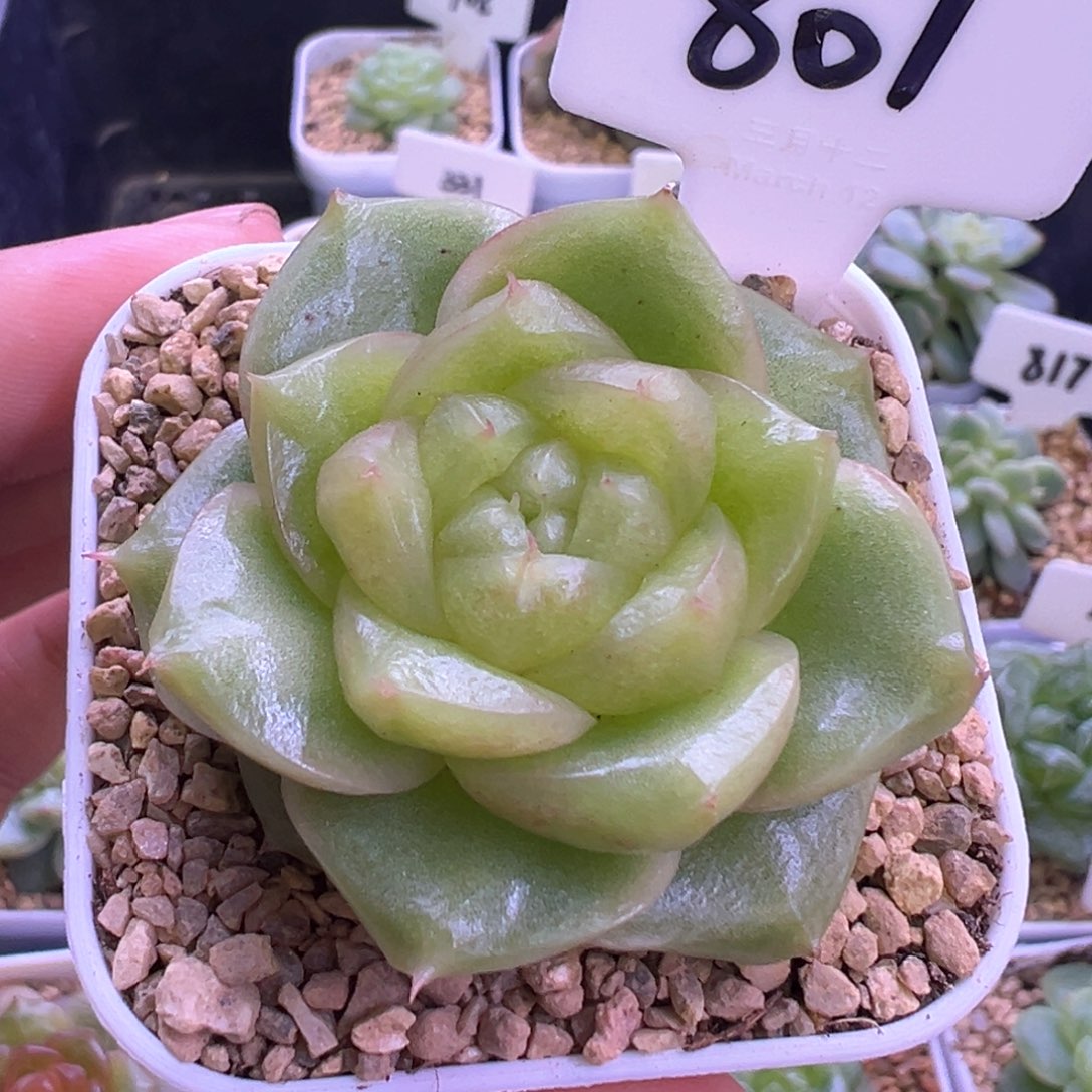 801号玉芷珍妮 晗雨多肉
