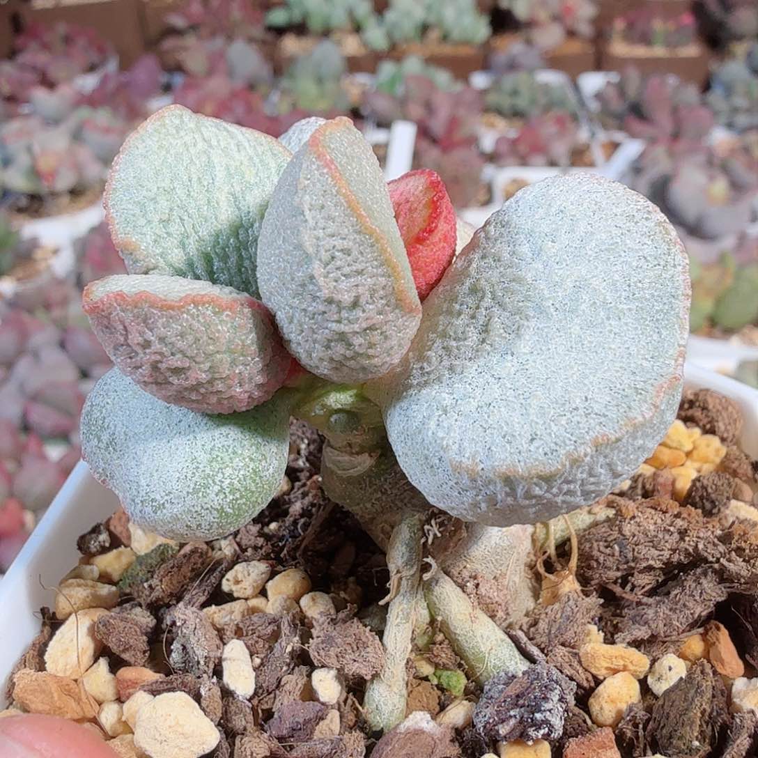 绿磨砂蛋单头小桩子