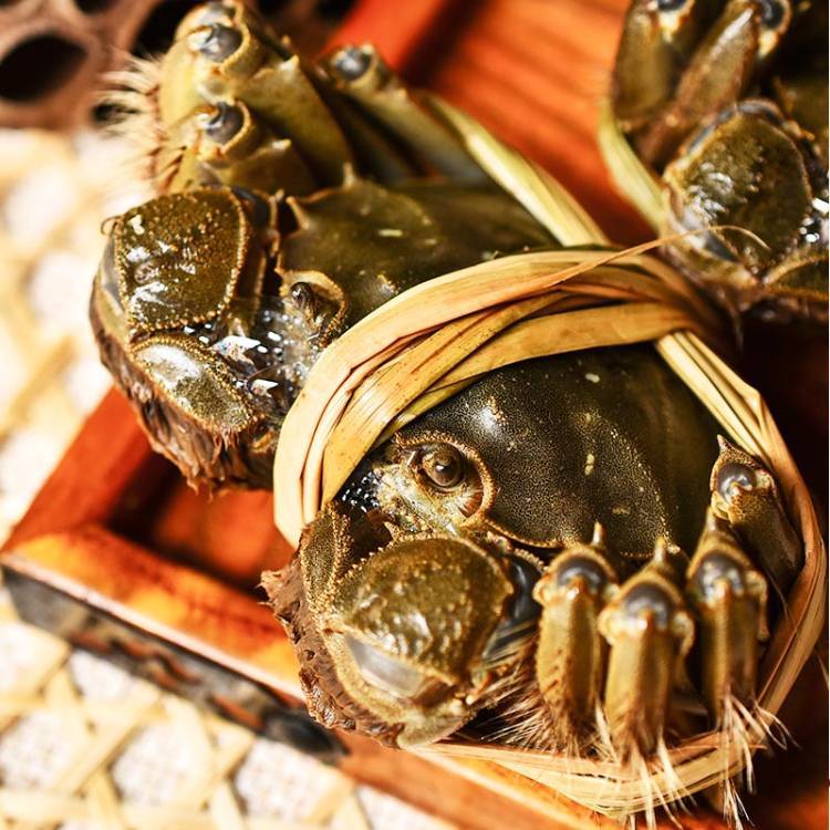 【活蟹现发】公5-4.7两母4-3.7两江苏挑膏大闸蟹 6只送2只 顺丰京东冷链送货上门