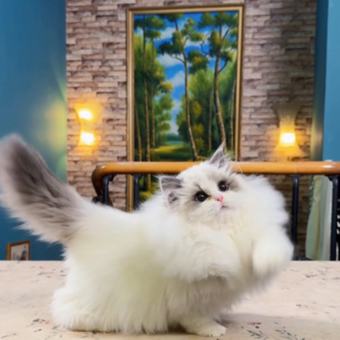 （晴瑞宠物）阳阳妹妹新脸版布偶猫咪