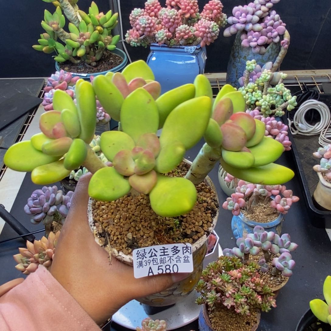 呼**C580芒果奶多肉11c m