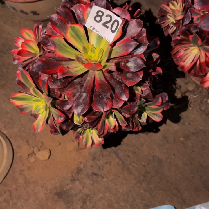 820美杜莎多肉植物不售后