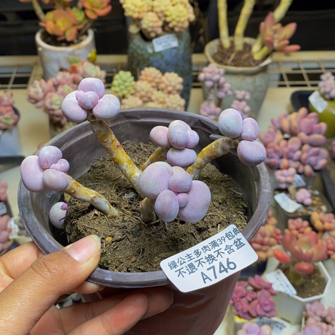 746芭比奶多肉7cm