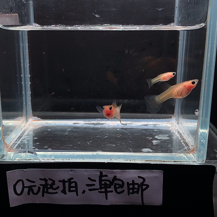 孔雀鱼粉猫幻彩一对