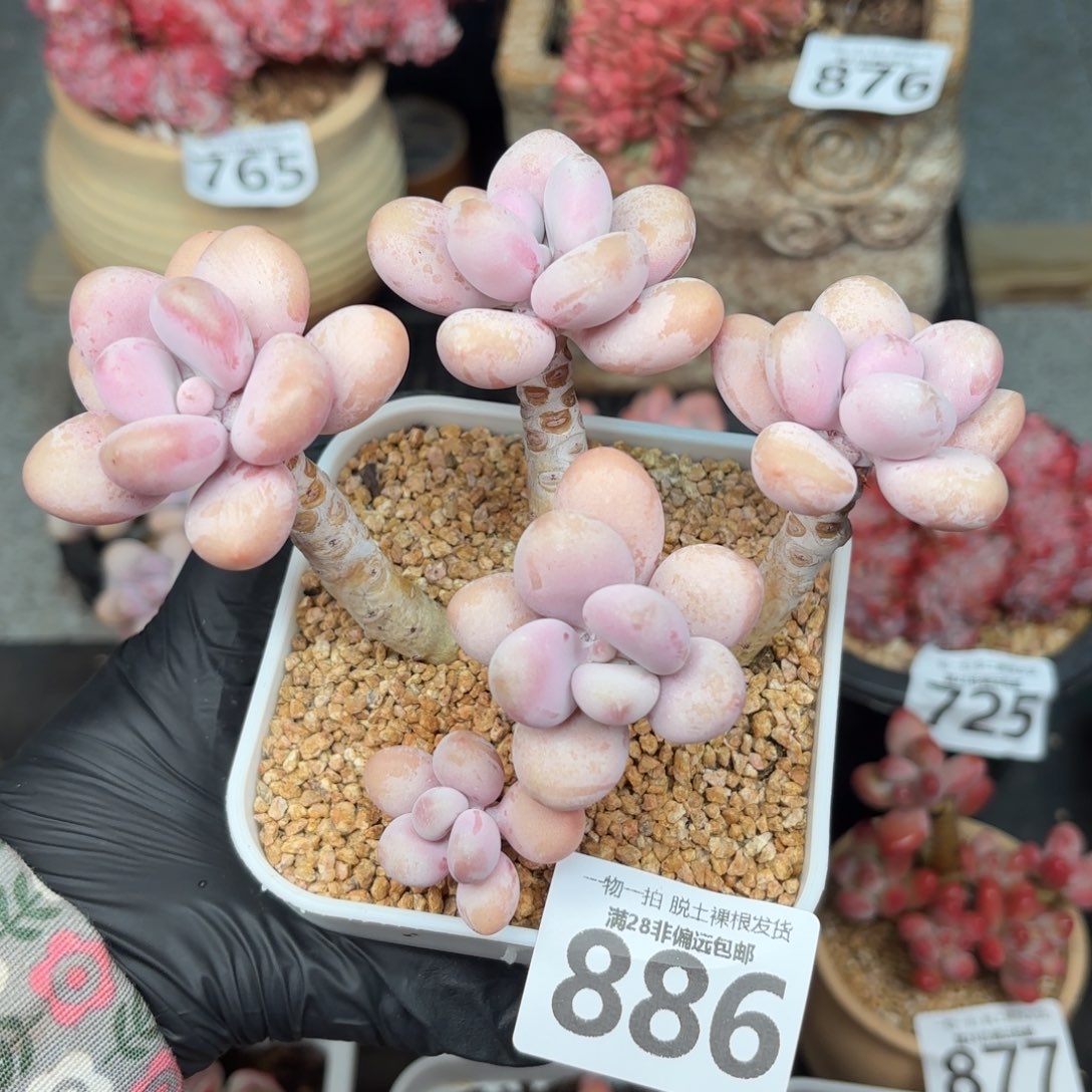 糖果桃蛋5头无盆土发货