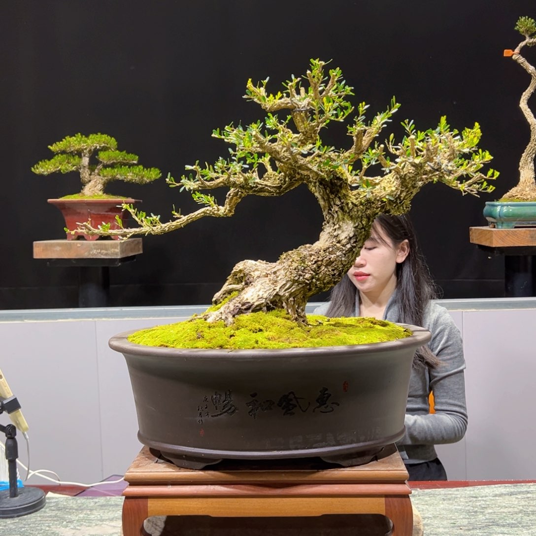 四季常青老桩黄杨盆景