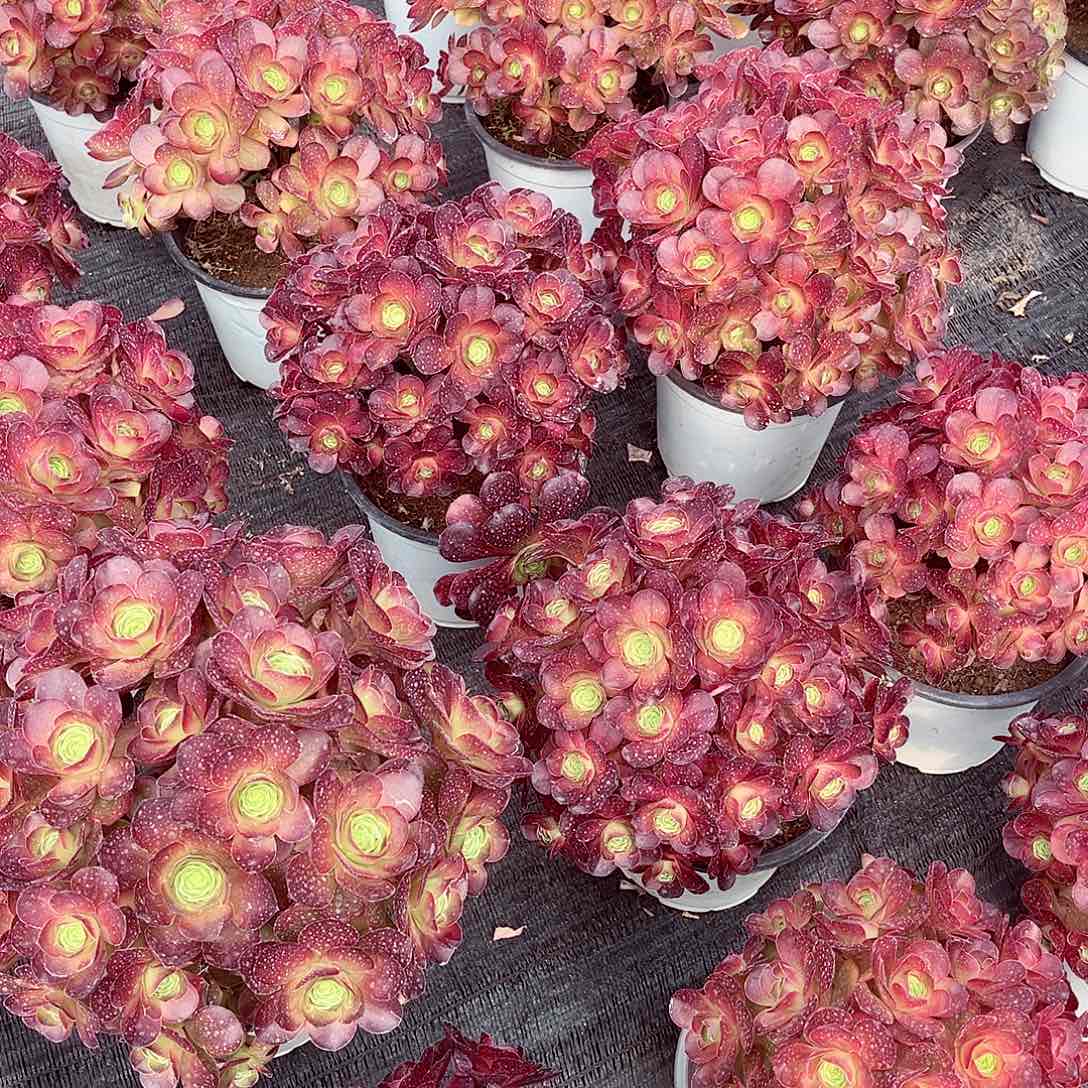 法师多肉植物魅金