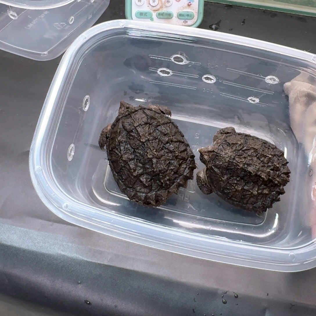 宠物龟不分公母11