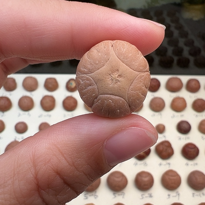 凤眼菩提吊坠五星