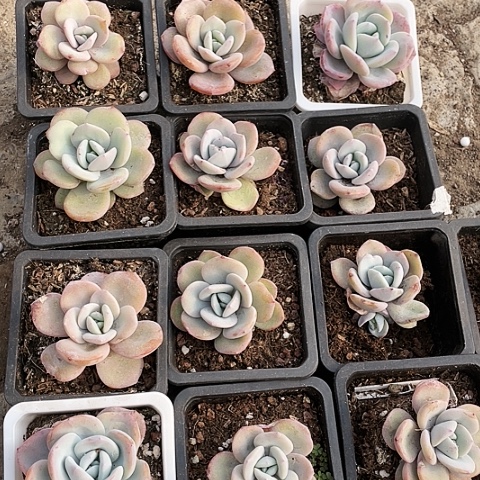 奶茶12.8一盆8888888