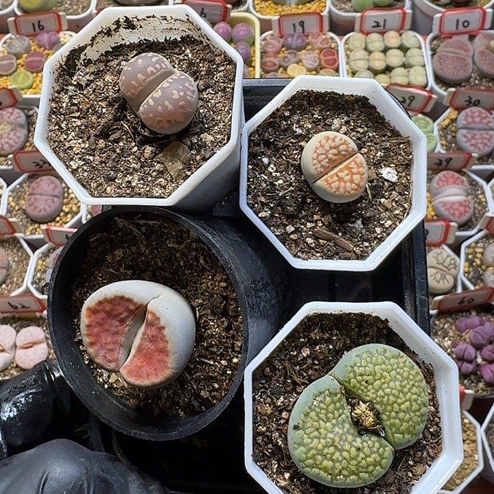 生石花11111112。    226