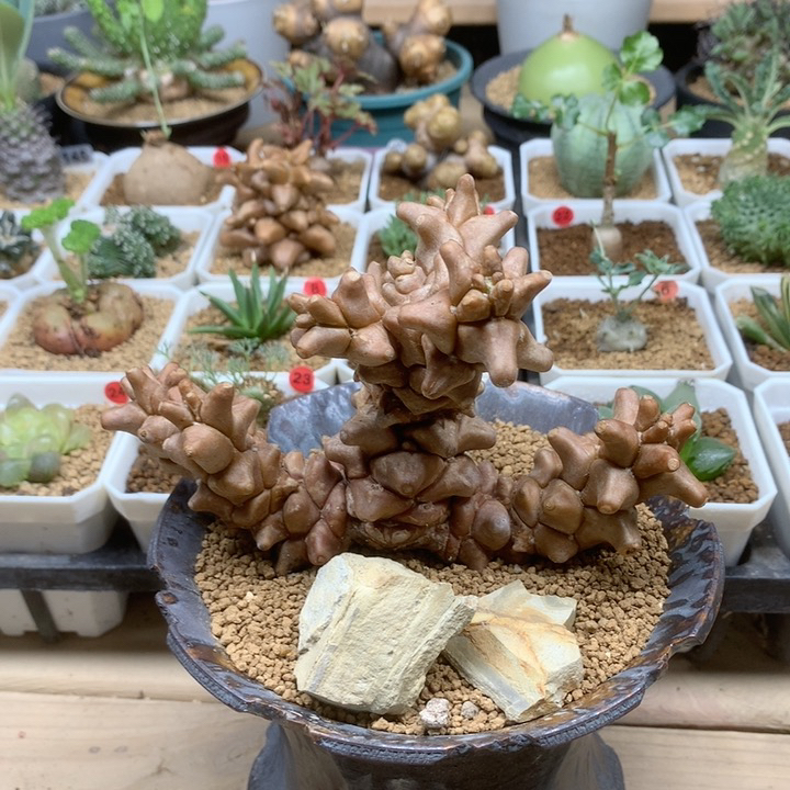 蛮鬼塔厚敦菊母本脱土