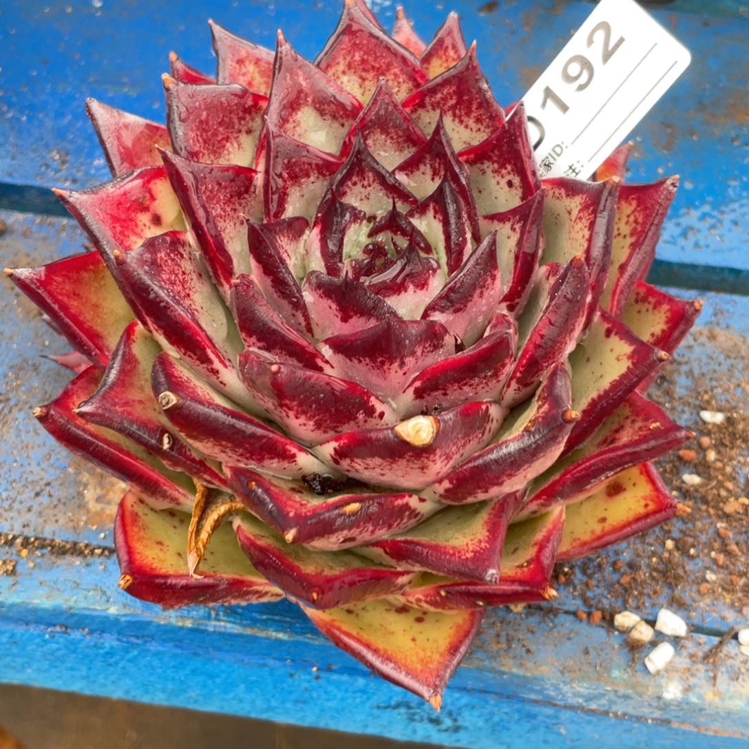 无花朵若如东云组拍D192