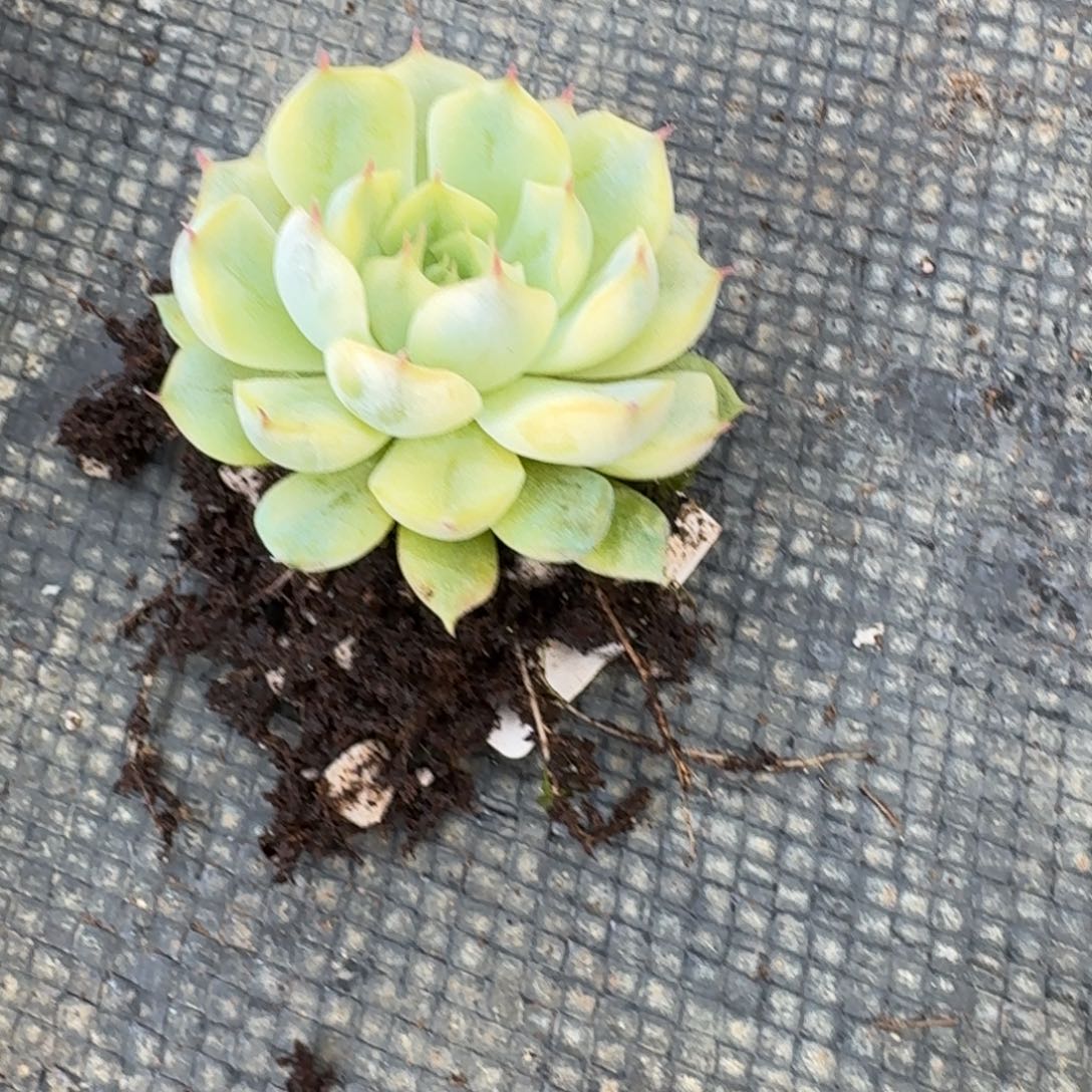 多肉杂交一物一拍10-22洞庭