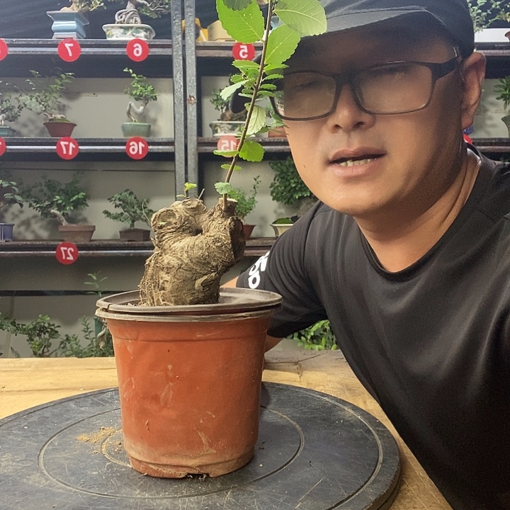 蹒***！无花朵小叶榔榆一个