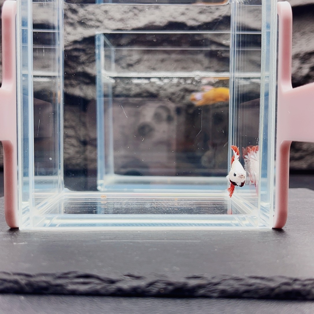 T***m海水鱼宙斯斗鱼竞拍10-27