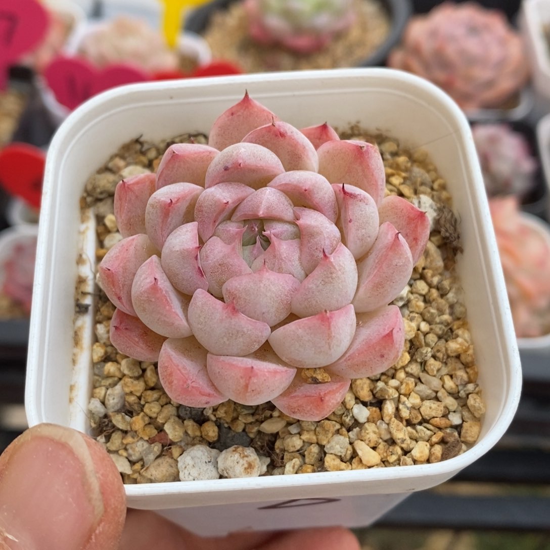 精品多肉一物一拍不包整154