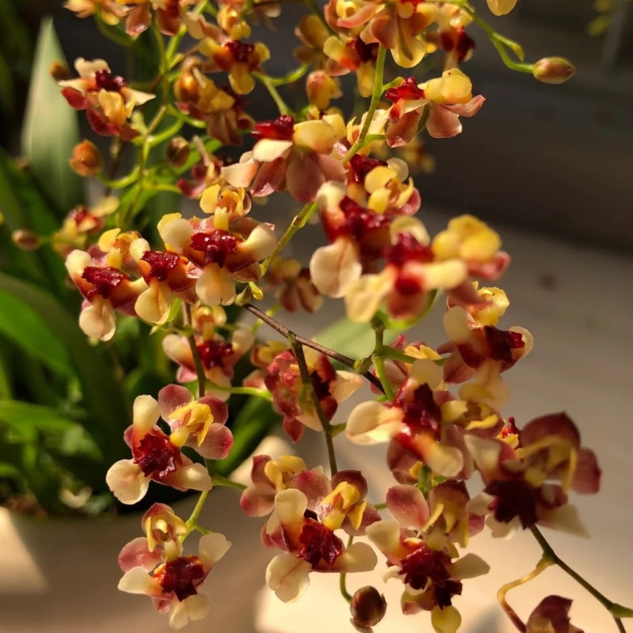 梦香兰——彩色梦香兰 (任意两颗包邮只拍一颗发苗)