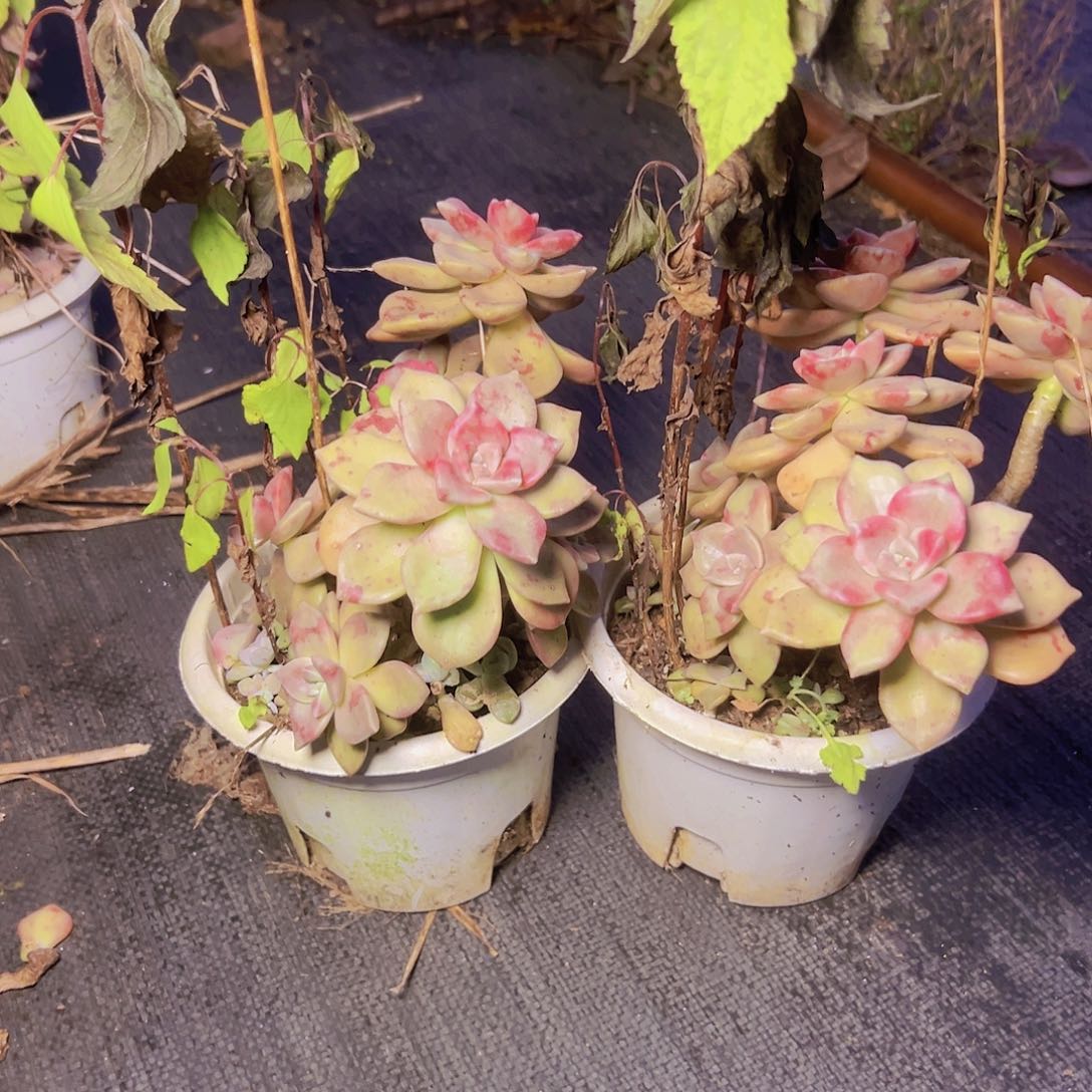 鹅肝两个默认瑕疵介意勿拍