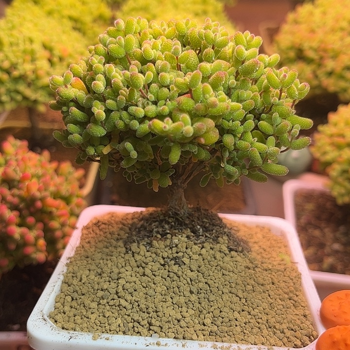 无花朵625金桔糖球