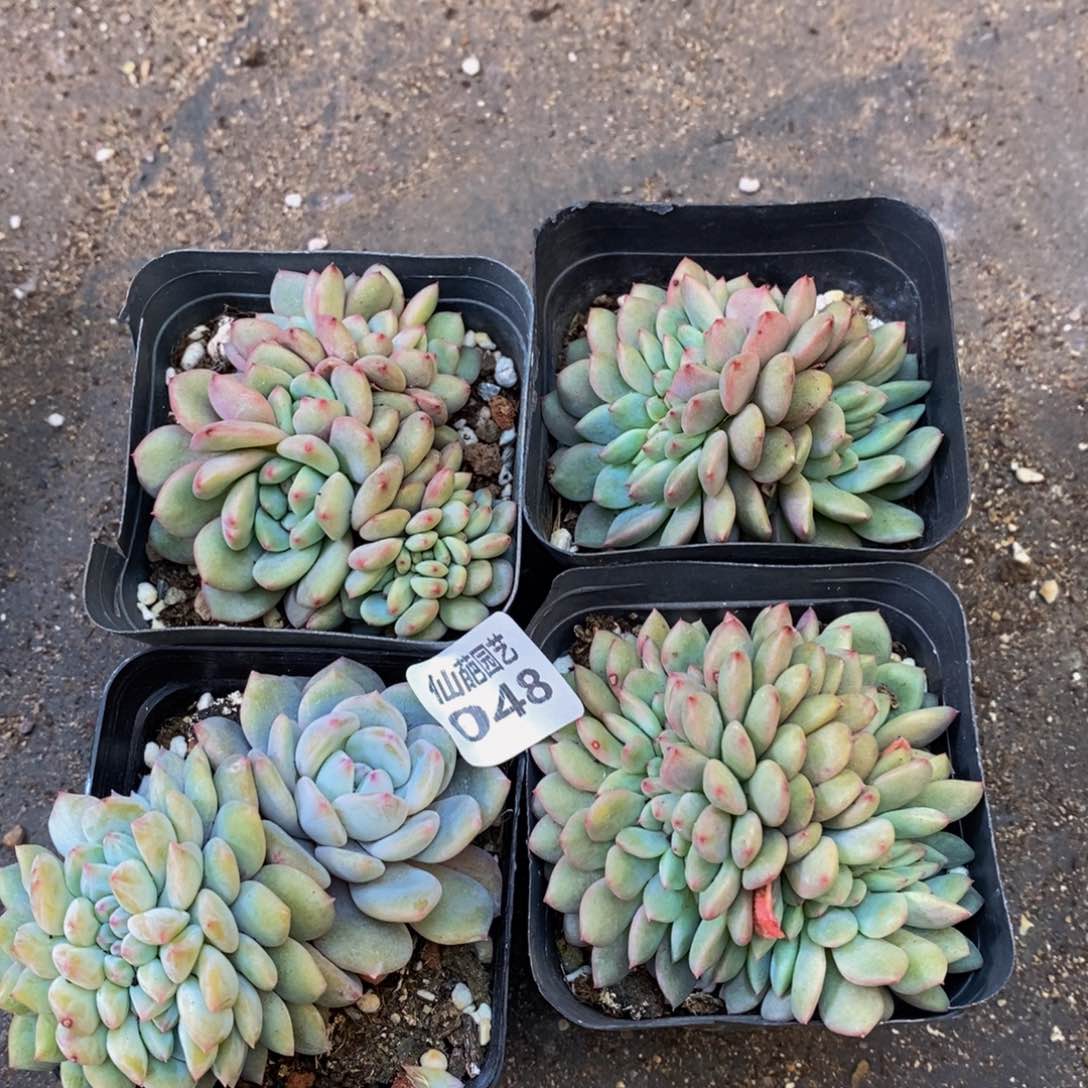 048的人生态度就是说