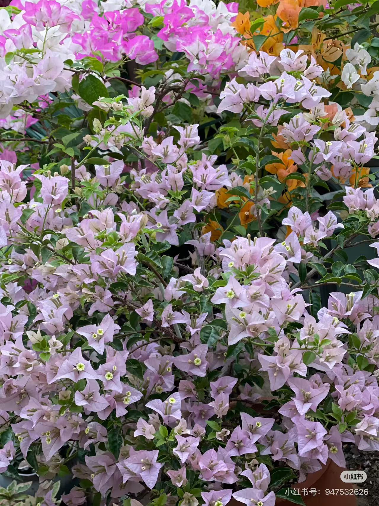 三角梅盆栽花卉四季勤花（一物一拍）运输途中会落花落叶介意勿拍