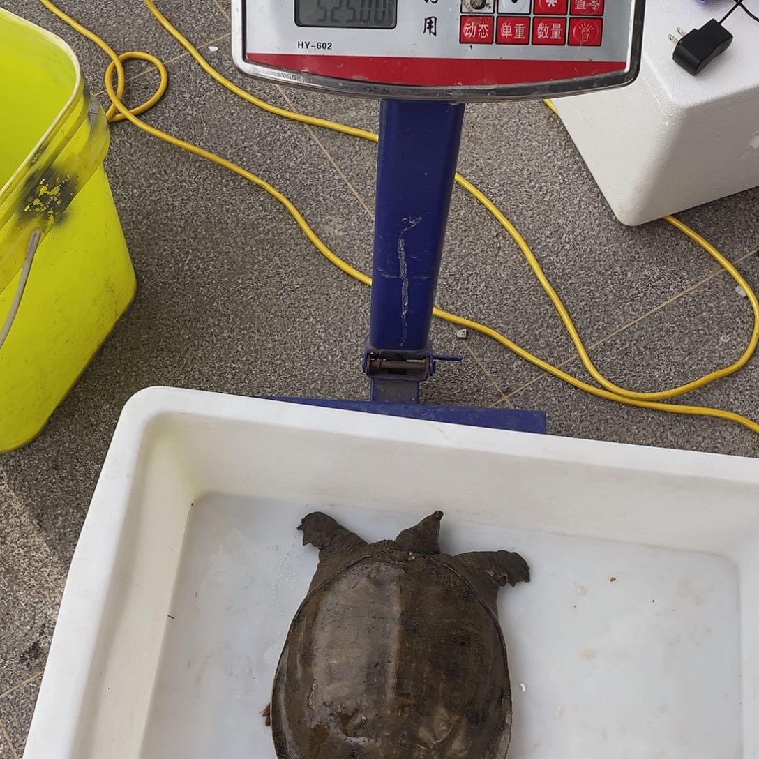 中国大陆12345678