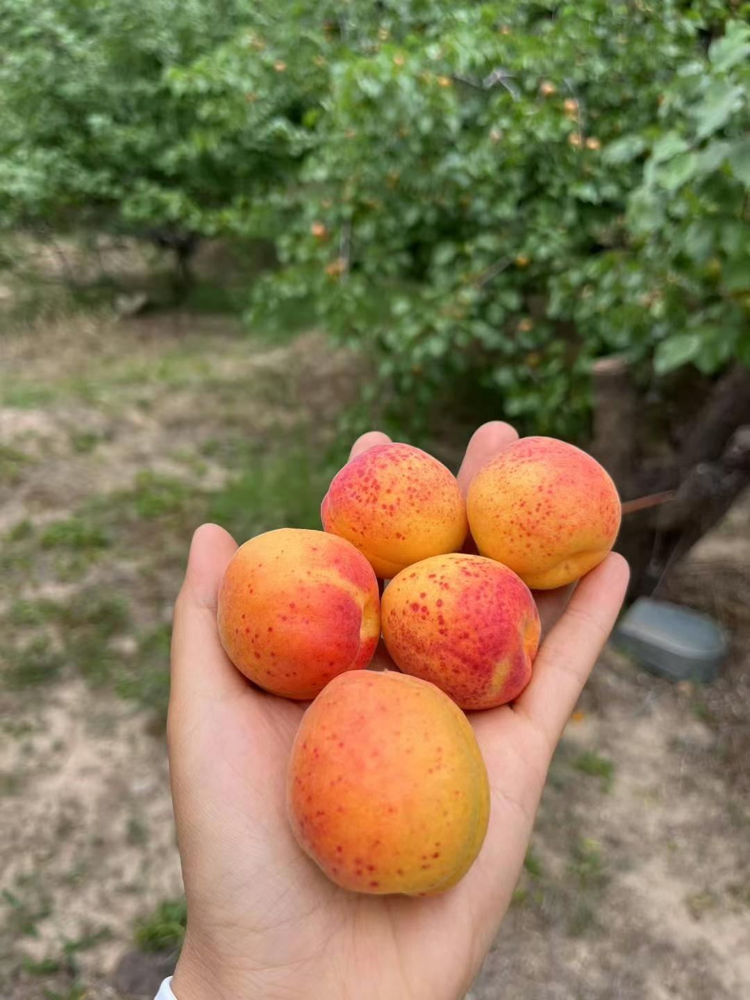 蔚县南马庄小红杏新鲜应季现摘现发张家口南马庄2500g送礼小红杏