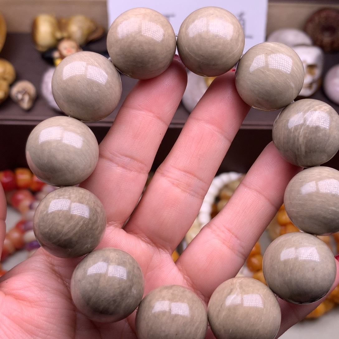 驼骨其他猛犸臼齿